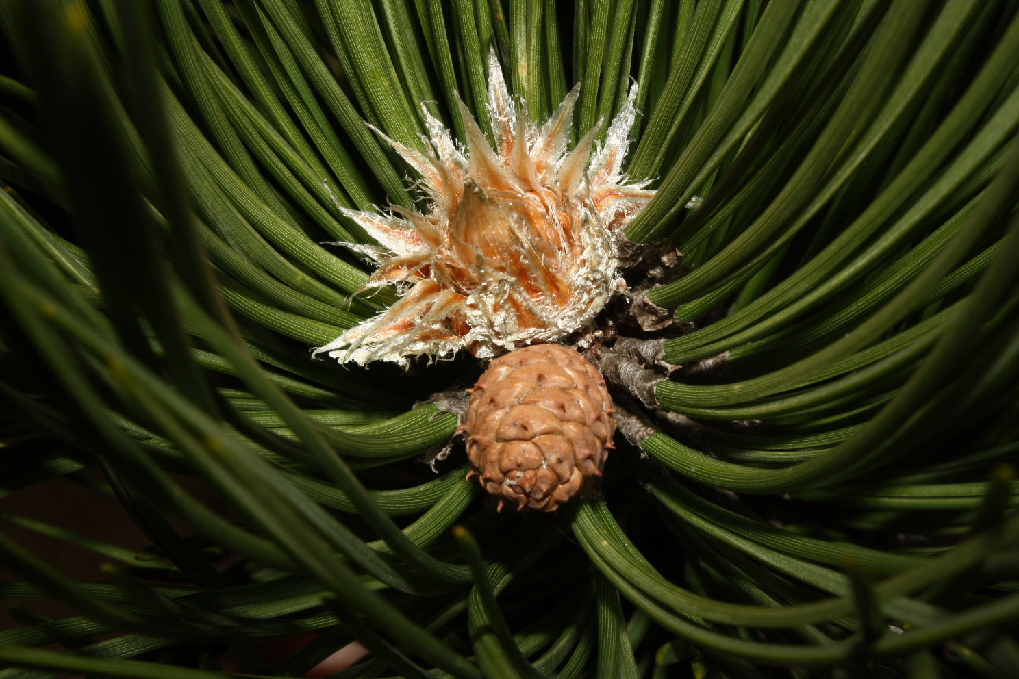 Pinus nigra